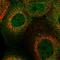 Sorting Nexin 22 antibody, HPA038470, Atlas Antibodies, Immunocytochemistry image 