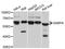 GA Binding Protein Transcription Factor Subunit Alpha antibody, A05350-1, Boster Biological Technology, Western Blot image 