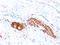 Neural Cell Adhesion Molecule 1 antibody, AM50146PU-T, Origene, Immunohistochemistry paraffin image 