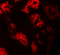 Zinc Finger Protein 346 antibody, 6209, ProSci Inc, Immunofluorescence image 