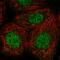 CASK Interacting Protein 1 antibody, HPA055990, Atlas Antibodies, Immunofluorescence image 