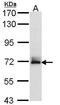 F-box/WD repeat-containing protein 11 antibody, PA5-29878, Invitrogen Antibodies, Western Blot image 