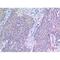 VGF Nerve Growth Factor Inducible antibody, LS-C387055, Lifespan Biosciences, Immunohistochemistry frozen image 