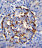 Phospholipase A2 Group IID antibody, 55-671, ProSci, Immunohistochemistry frozen image 
