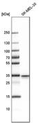 STX3 antibody, PA5-51691, Invitrogen Antibodies, Western Blot image 