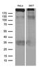 Tumor Protein P53 Binding Protein 1 antibody, LS-C793976, Lifespan Biosciences, Western Blot image 