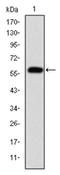 Fibrinogen Gamma Chain antibody, AM06678SU-N, Origene, Western Blot image 