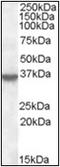 Annexin A1 antibody, AP22515PU-N, Origene, Western Blot image 