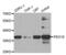 Peroxisomal Biogenesis Factor 19 antibody, abx004196, Abbexa, Western Blot image 
