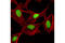Lamin A/C antibody, 8617S, Cell Signaling Technology, Immunocytochemistry image 