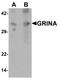 Glutamate Ionotropic Receptor NMDA Type Subunit Associated Protein 1 antibody, TA319658, Origene, Western Blot image 