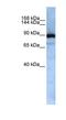 Exportin For TRNA antibody, NBP1-57176, Novus Biologicals, Western Blot image 