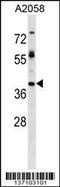 Trophoblast Glycoprotein antibody, 58-957, ProSci, Western Blot image 