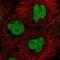 CXXC Finger Protein 5 antibody, NBP2-58775, Novus Biologicals, Immunofluorescence image 