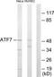 Cyclic AMP-dependent transcription factor ATF-7 antibody, TA313397, Origene, Western Blot image 