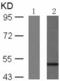 Vasodilator Stimulated Phosphoprotein antibody, TA321573, Origene, Western Blot image 
