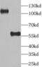 Ubiquitin Like Modifier Activating Enzyme 6 antibody, FNab09146, FineTest, Western Blot image 