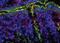 Claudin-8 antibody, 40-0700Z, Invitrogen Antibodies, Immunofluorescence image 