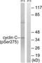 Cyclin-C antibody, TA313566, Origene, Western Blot image 