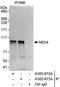 Serine/threonine-protein kinase Nek4 antibody, A302-672A, Bethyl Labs, Immunoprecipitation image 