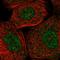 RING-box protein 2 antibody, HPA036995, Atlas Antibodies, Immunofluorescence image 