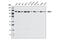 Damage Specific DNA Binding Protein 1 antibody, 5428S, Cell Signaling Technology, Western Blot image 