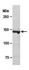 Lysine-specific histone demethylase 1B antibody, orb66973, Biorbyt, Western Blot image 