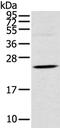 Tetraspanin 13 antibody, PA5-50891, Invitrogen Antibodies, Western Blot image 
