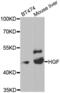 Hepatocyte Growth Factor antibody, abx001106, Abbexa, Western Blot image 