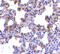 Presenilin Enhancer, Gamma-Secretase Subunit antibody, 3981, ProSci, Immunohistochemistry frozen image 