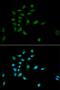 Proteasome Subunit Alpha 1 antibody, orb167182, Biorbyt, Immunocytochemistry image 