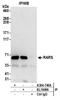 Arginyl-tRNA synthetase, cytoplasmic antibody, A304-749A, Bethyl Labs, Immunoprecipitation image 
