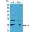C-C Motif Chemokine Ligand 4 Like 2 antibody, STJ96572, St John