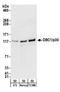 Cell cycle and apoptosis regulator protein 2 antibody, A303-942A, Bethyl Labs, Western Blot image 