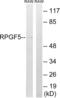 Rap guanine nucleotide exchange factor 5 antibody, abx014782, Abbexa, Western Blot image 