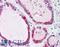 Protein Wnt-4 antibody, LS-A9623, Lifespan Biosciences, Immunohistochemistry frozen image 