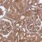 Coatomer Protein Complex Subunit Gamma 1 antibody, HPA037866, Atlas Antibodies, Immunohistochemistry paraffin image 