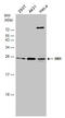 Hematological and neurological expressed 1 protein antibody, GTX106585, GeneTex, Western Blot image 