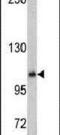 O-Linked N-Acetylglucosamine (GlcNAc) Transferase antibody, PA5-13654, Invitrogen Antibodies, Western Blot image 