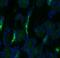 Solute Carrier Family 12 Member 3 antibody, NBP1-44270, Novus Biologicals, Immunocytochemistry image 