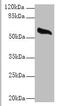 Glypican 4 antibody, A59278-100, Epigentek, Western Blot image 