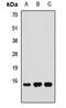Ribosomal Protein S24 antibody, LS-C667664, Lifespan Biosciences, Western Blot image 