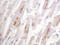 HspB5 antibody, AP20297PU-N, Origene, Immunohistochemistry frozen image 