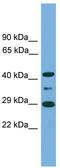 Enolase-Phosphatase 1 antibody, TA344729, Origene, Western Blot image 