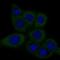 Dicer 1, Ribonuclease III antibody, AMAb90737, Atlas Antibodies, Immunofluorescence image 