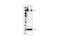 Nitric Oxide Synthase 3 antibody, 35362S, Cell Signaling Technology, Western Blot image 