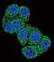 Dual specificity protein phosphatase 1 antibody, 63-488, ProSci, Immunofluorescence image 