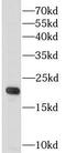 GM-CSF antibody, FNab03395, FineTest, Western Blot image 