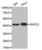 Biogenesis Of Ribosomes BRX1 antibody, abx003654, Abbexa, Western Blot image 