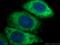 eIF4E antibody, 66655-1-Ig, Proteintech Group, Immunofluorescence image 